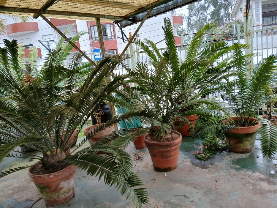 Várias Plantas Cycads