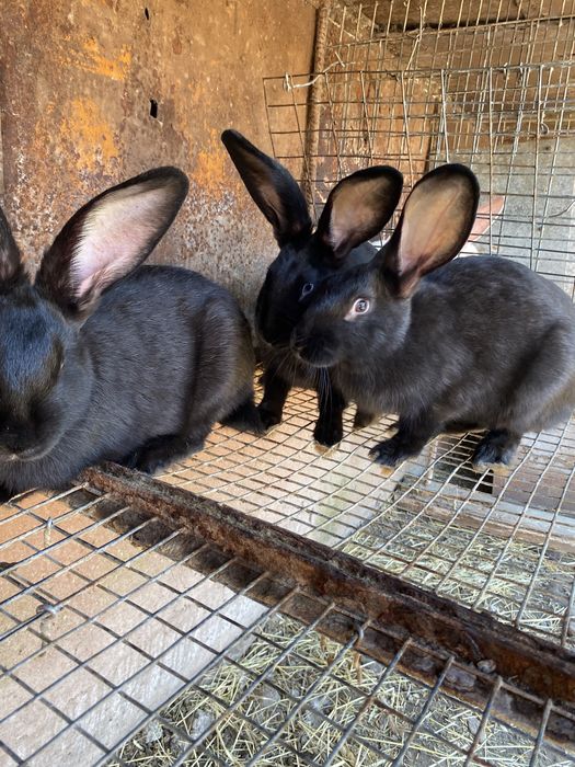 Чорні крилиці