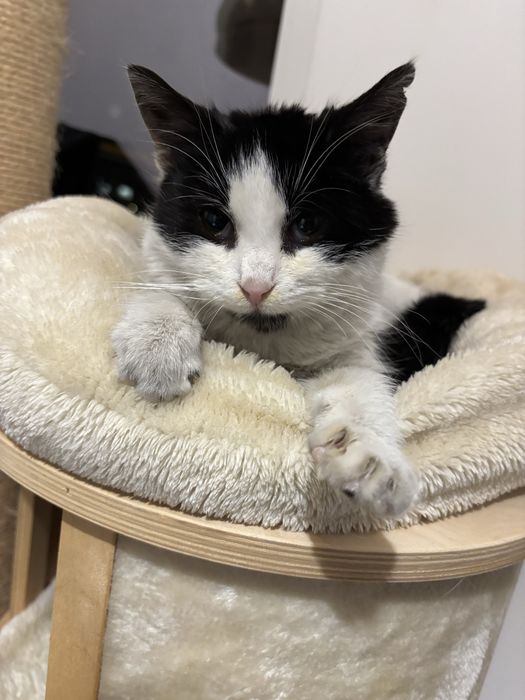 Kot do adopcji - ok. 20 tygodni