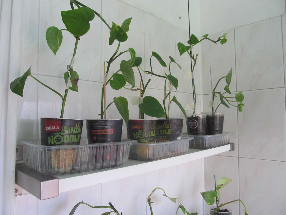 Planta Jiboia mudas minha produção e coração magoado