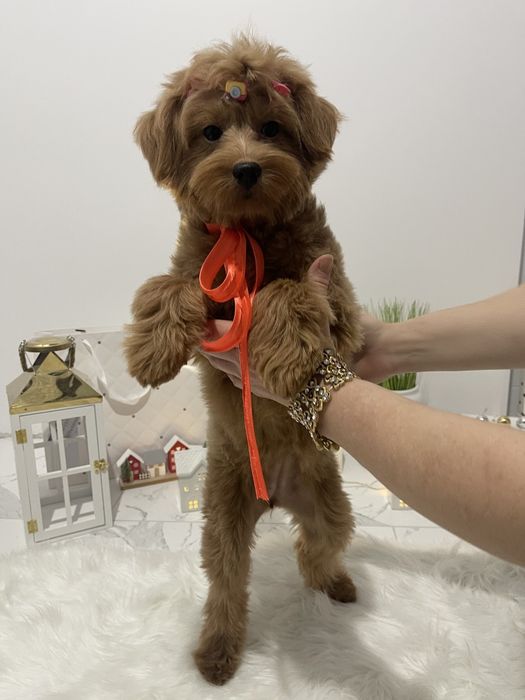 Помапу — Лише 4 дівчинки! Ідеальна можливість