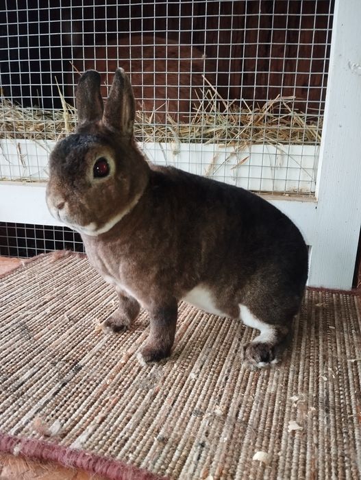 Karzełek castorex/ kastorex/ rexy króliki miniaturki