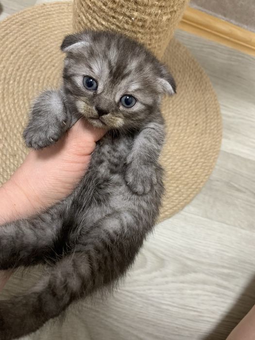 Висловухі шотландські кошенята , скоттіш фолд