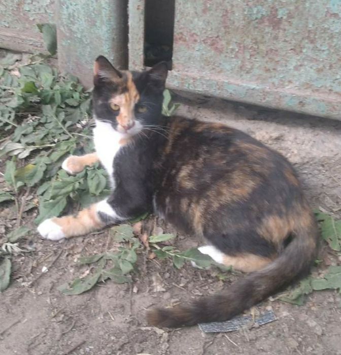 Отдам даром в добрые руки трехцветную кошечку