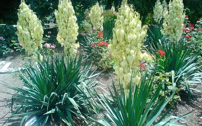 Невибагливі багаторічники: Юка, Анемона, Аквілегія