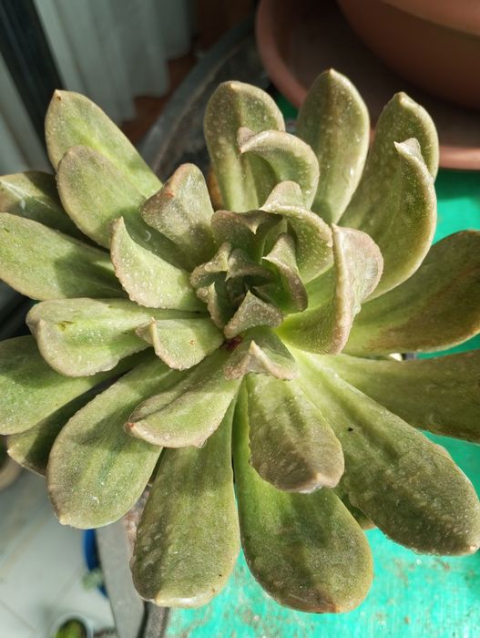 Suculentas disponíveis para entrega  1,50€ e2,50€