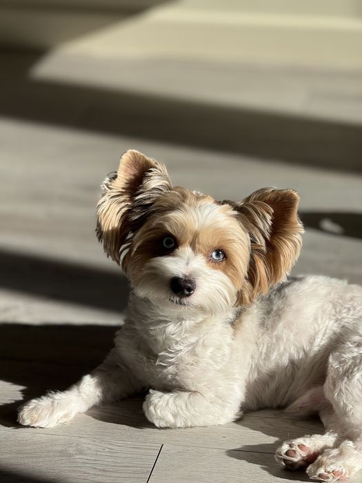 Вязка. Жених ищет невесту