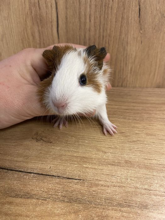 Świnka morska samiczka gładkowłosa trikolor zooanimals czynne do 20:00