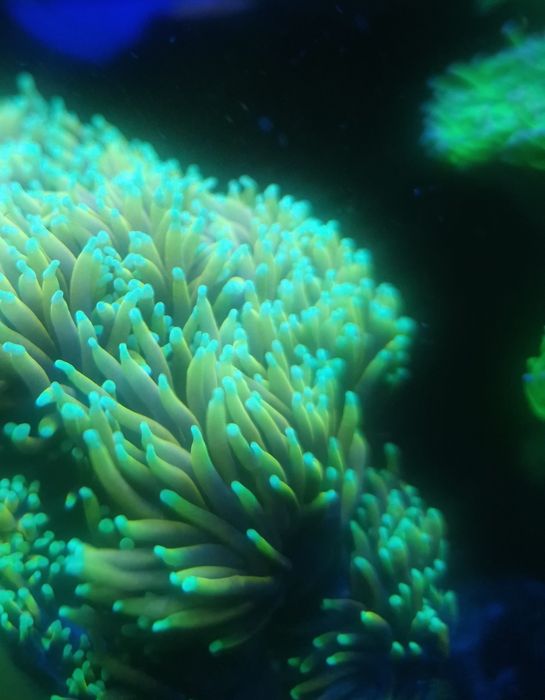 Euphyllia glabrescens hellfire