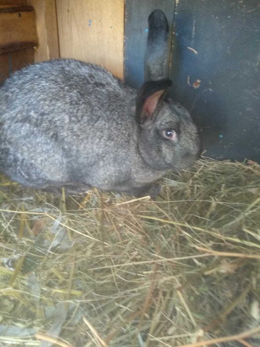 Продам кролів Полтавське срібло", білі "Каліфорнія",сірі Сірий велікан