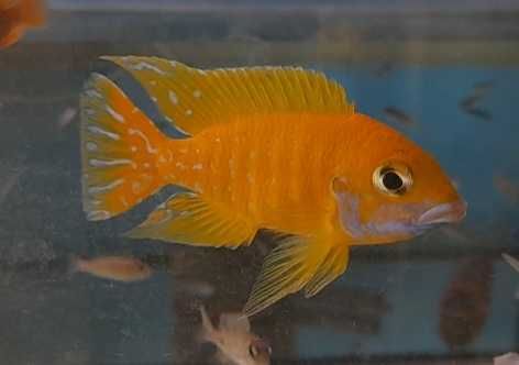 Aulonocara Baenschi Benga