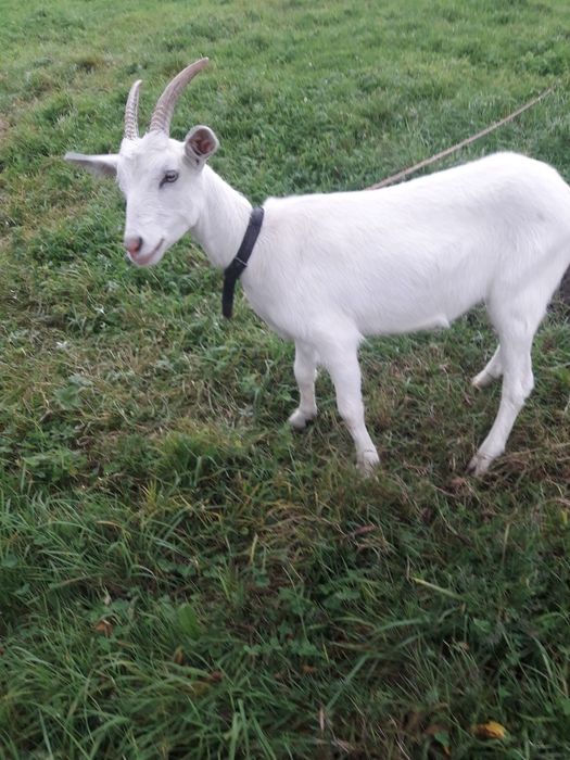 Продаються зааненські молоді козочки