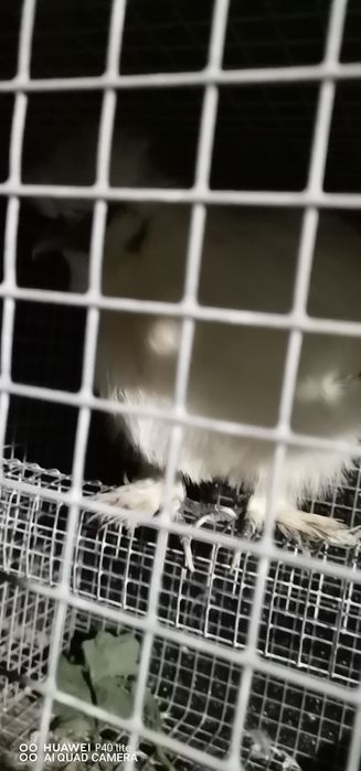 Troco ou vendo galinha sedousa