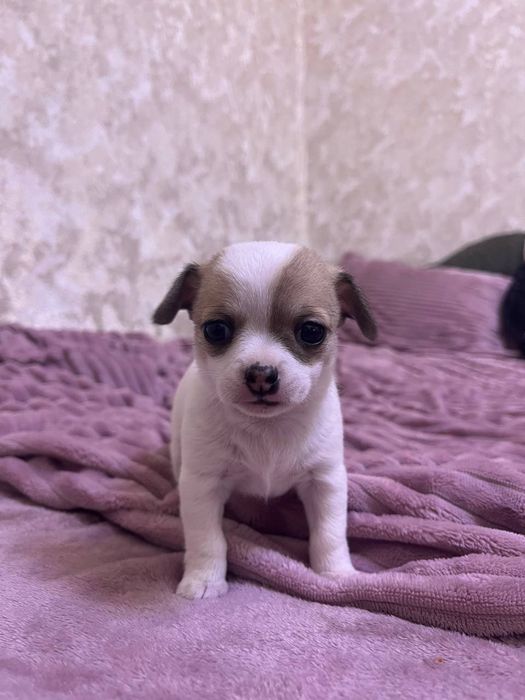 Дівчата Чихуахуа (бронювання)