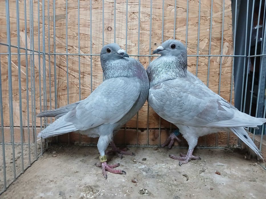 młode późniejsze gołębie pocztowe