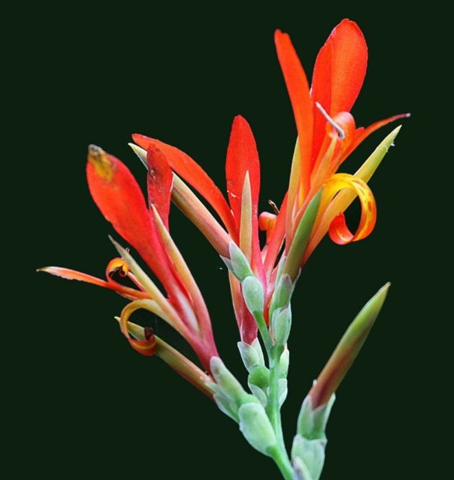 Açores - Canna Limbata - Sementes e Planta - Várias cores - desde 4€