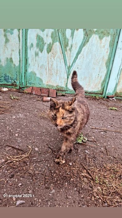 Отдам кошку черепахового окраса, стерилизована