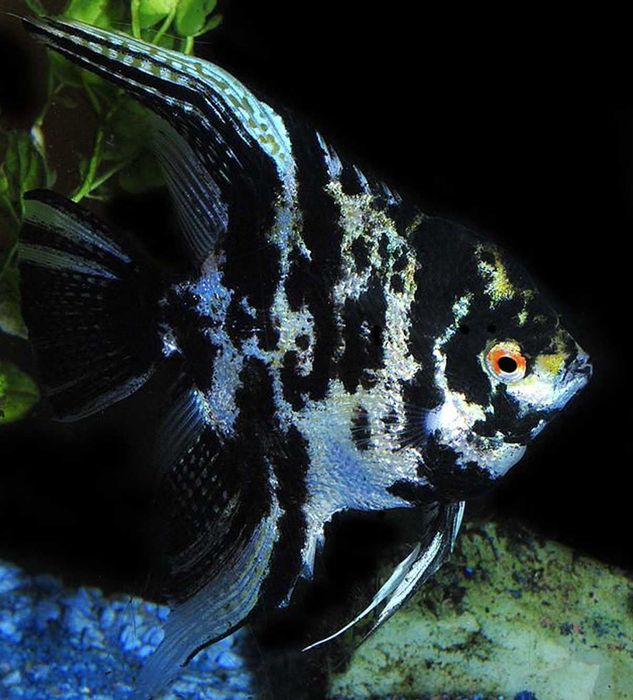 Żaglowiec skalar odmiana MARMURKOWA - Pterophyllum - dowóz, wysyłka