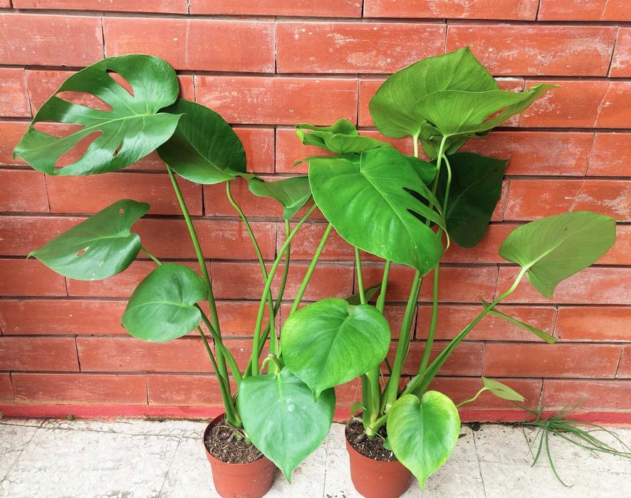 Costela-de-Adão (Monstera) - média