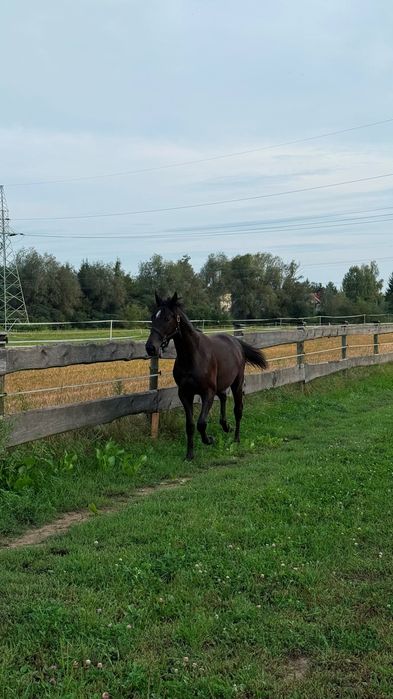 Ogier małopolski 2 letni