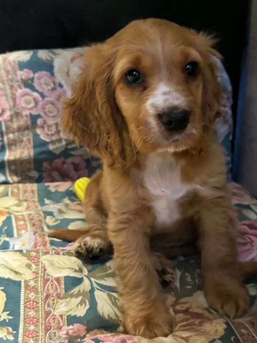 Продаж кокер-спанієлів — красиві та контактні