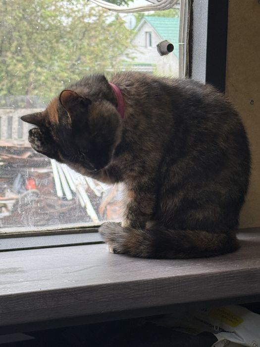 Кішка стерилізована