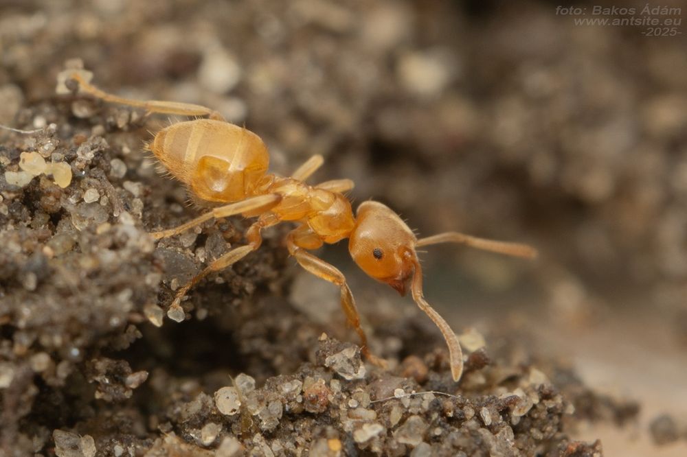 Lasius flavus цікаві місцеві мурахи, интересные местные муравьи