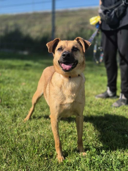 Odważny Kapitan szuka domu!