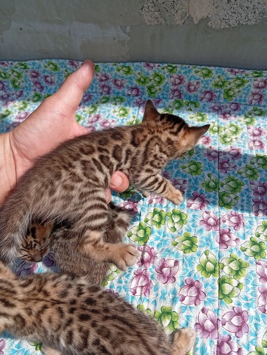 Бенгальские котята