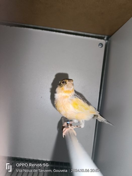 Canários Arlequim Português