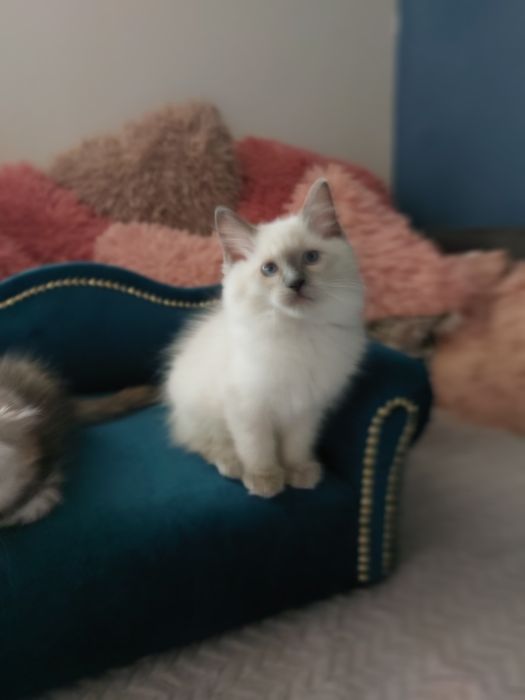 Hesia  Koteczka Ragdoll FPL/FIFE