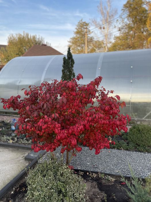 Вечнозеленые многолетники -иберис, гвоздика