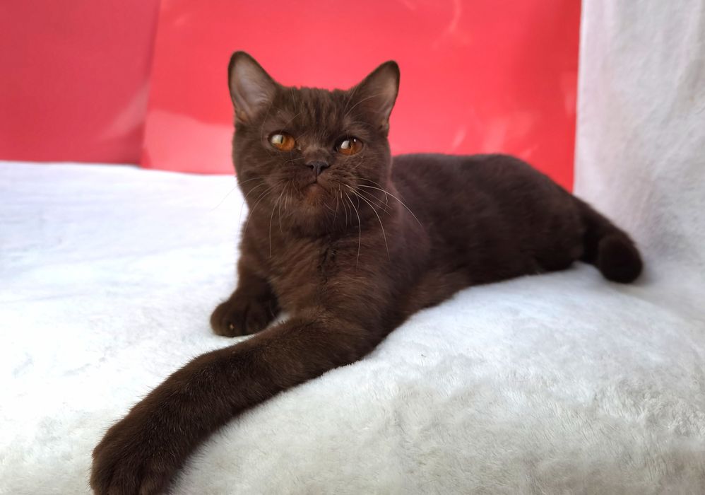 Шотландська шоколадна кішечка з родоводом