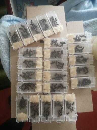 Бджоломатки 2026