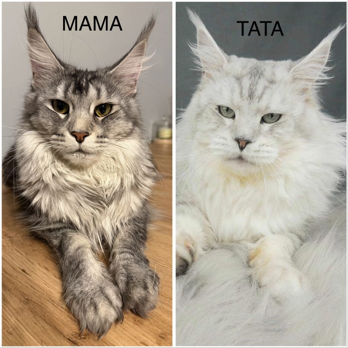 Kotka Maine Coon FPL