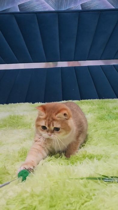 Шотландський хлопчик золота шиншила