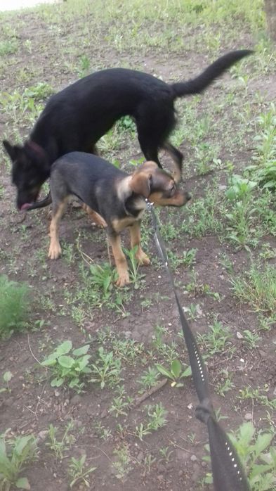 Щенки даром. Охранники.