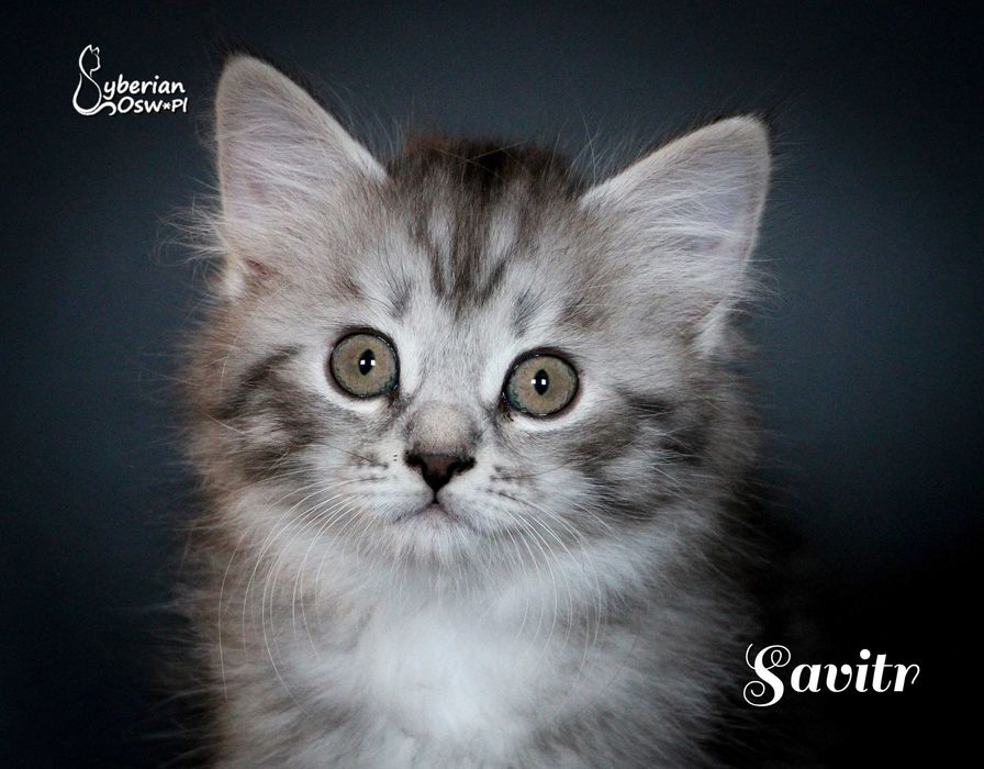 SAVITR Sib Black Silver Mackerel Tabby