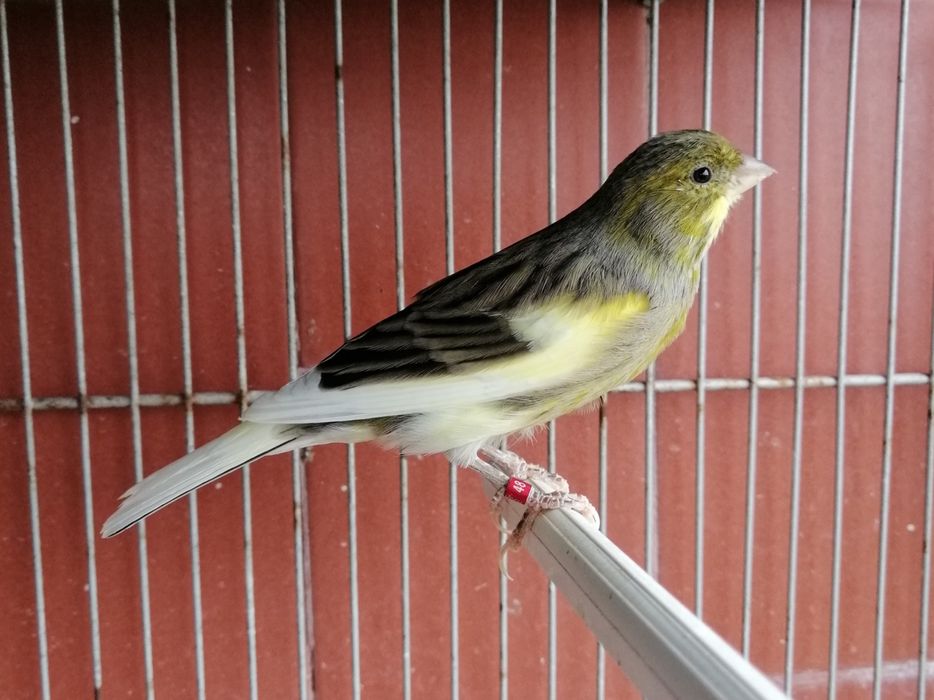 Canário de Canto Clássico Continuo Timbrado Espanhol