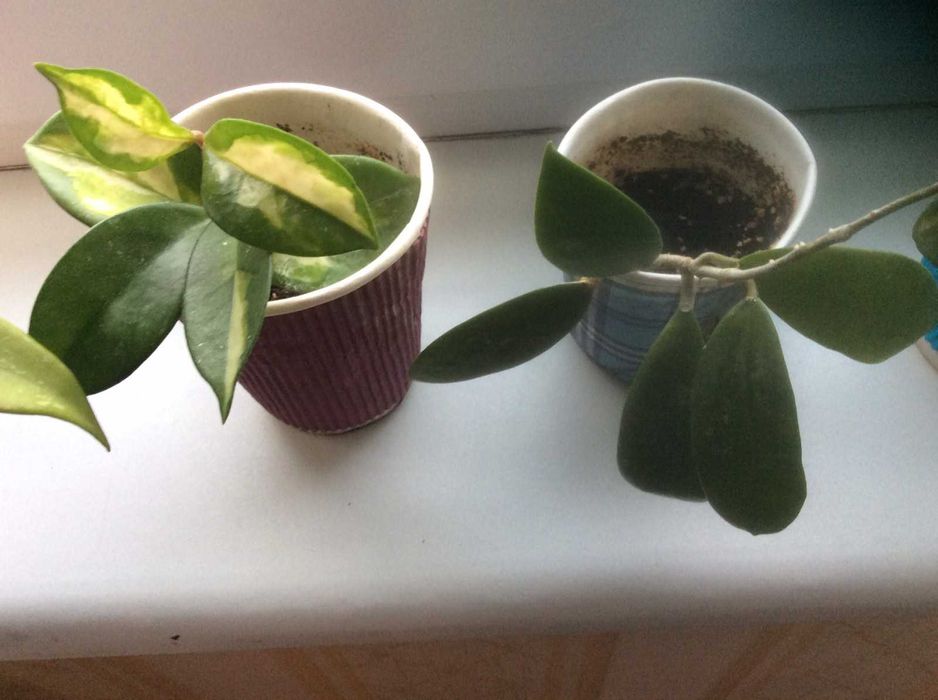 Хойи вариегатные