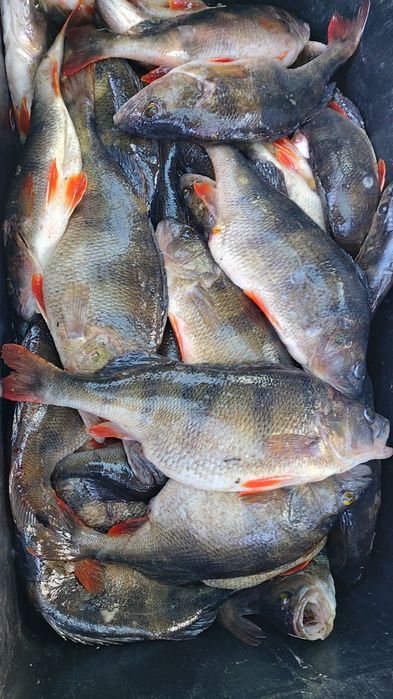 Жива риба свiжа риба