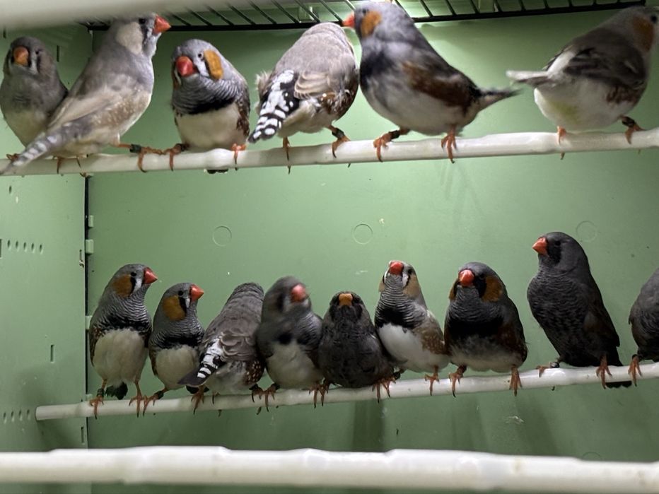 Dimante mandarim de Exposição