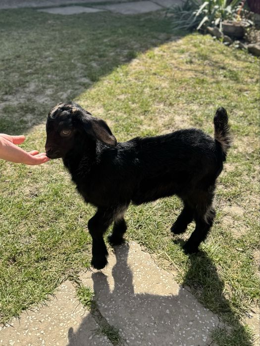 Козлик занівсько-нубійський шукає родину
