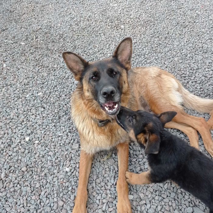 Цуценята німецької вівчарки