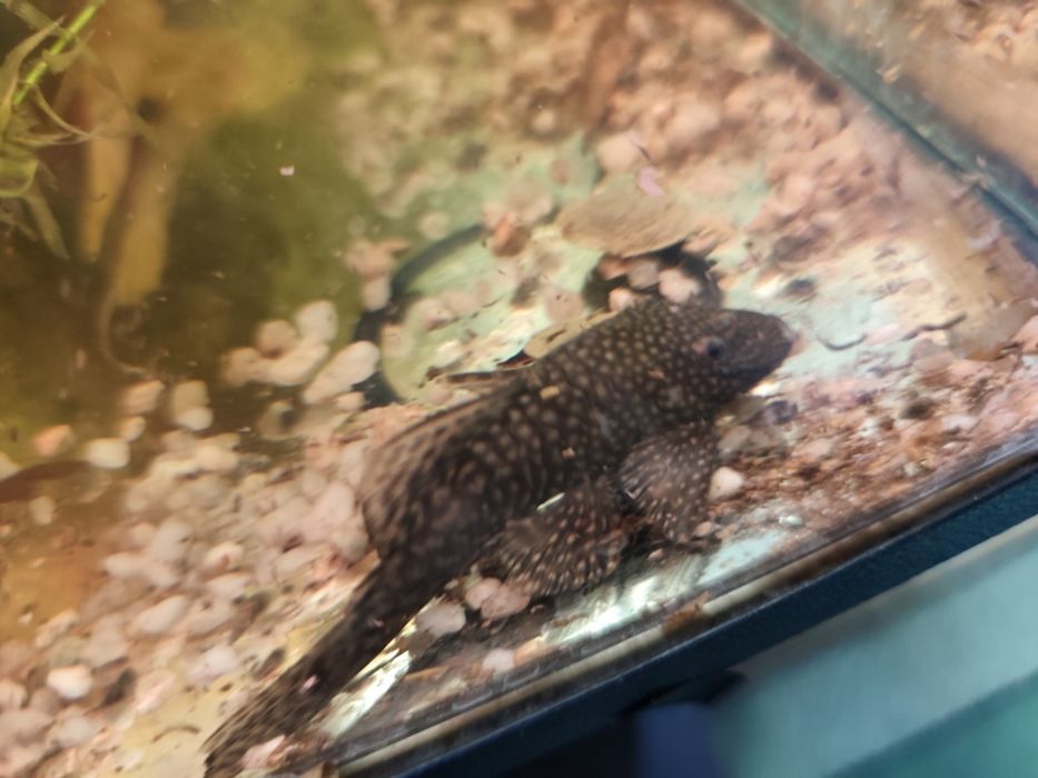 Zbrojnik samica i samiec