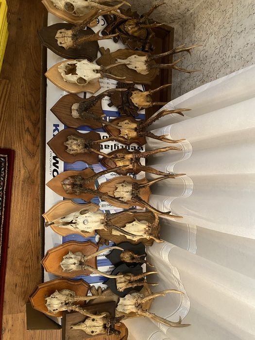 PAROSTKI jelonków na deskach