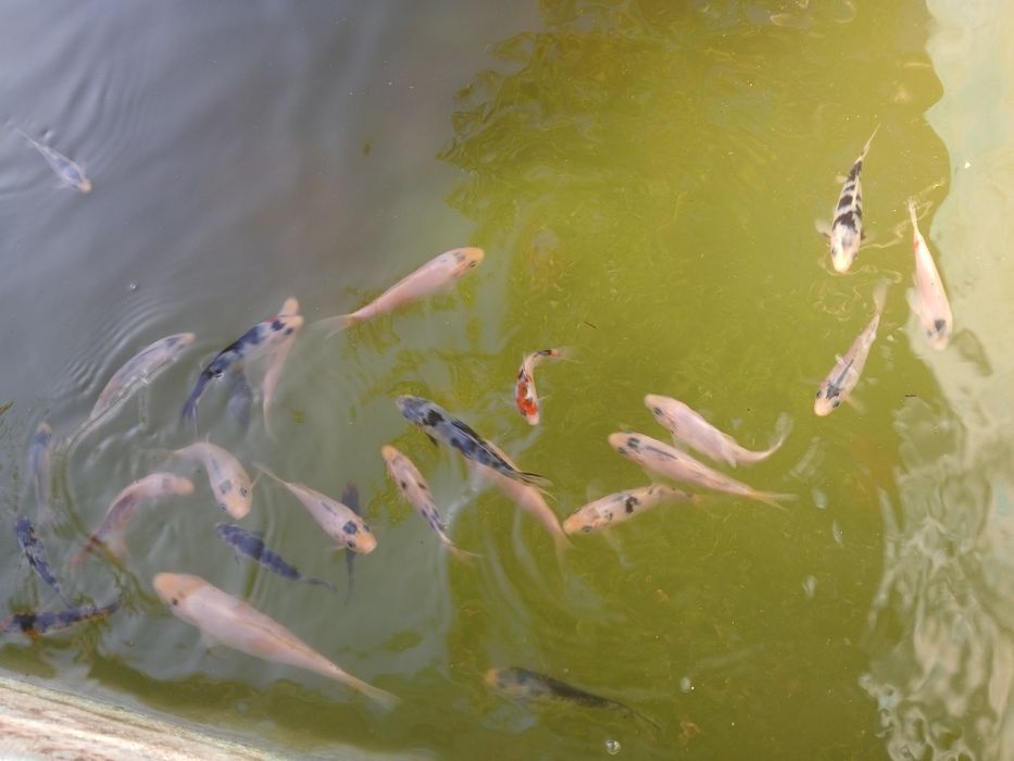 Peixes para lagos e aquários