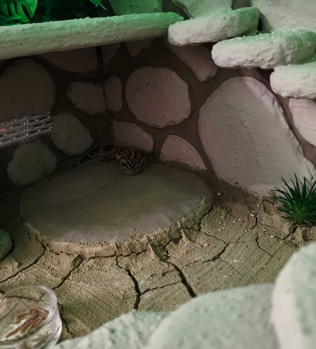 Kamień grzewczy do terrarium