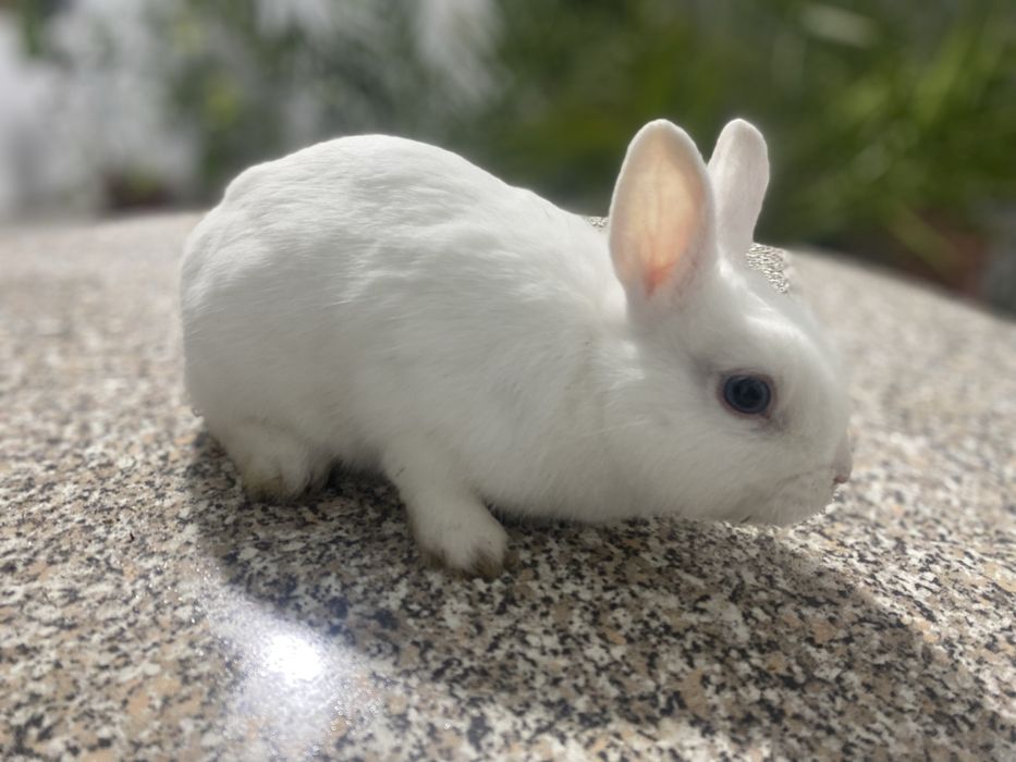 Породисті Білі Кролики Паннон та Міні-кролик з Блакитними Очима