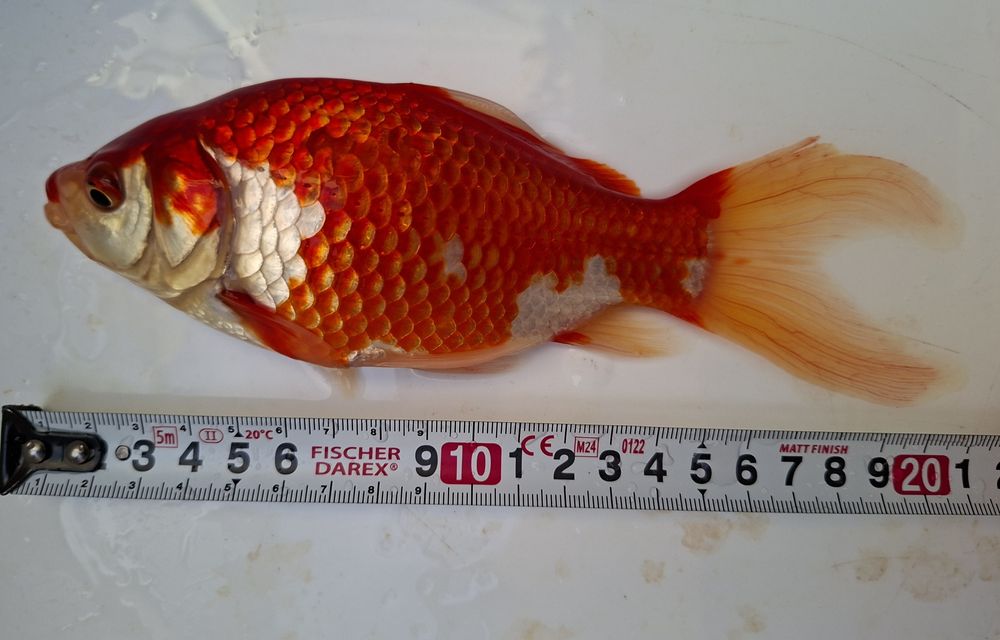 Cometas Goldfish Sarasa XL Para Lago ou Aquário grande